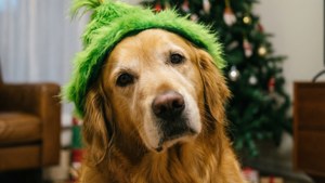 室內聖誕樹附近戴綠色精靈帽的黃金獵犬