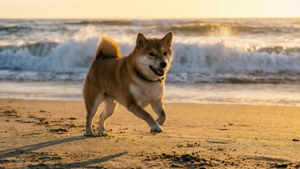 柴犬在沙灘上奔跑，伴隨著金色夕陽下的海浪。