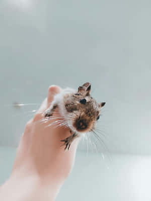 一隻長著長鬍鬚的小型嚙齒動物，正在一個人的手上休息。 — 2048x2732 壁紙