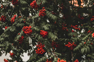 鮮紅色的漿果聚集在灌木叢的深綠色葉子之間。 — 樹木 壁紙