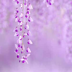 一簇懸掛的紫色紫藤花，背景柔和模糊。 — 淺紫色系美學 壁紙