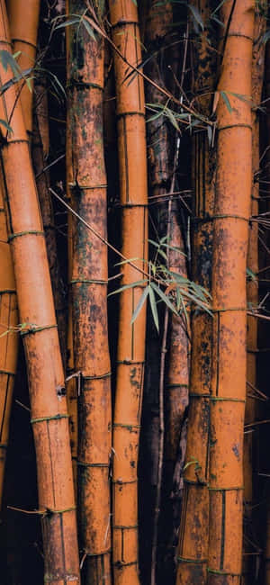 Bamboo Phone — Redmi Note 15 Pro 4G 壁紙