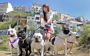 女性在陽光明媚的山坡上遛五隻法國鬥牛犬，身後有建築物。 — 比特犬 壁紙