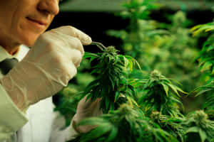 穿著實驗室手套的科學家用鑷子檢查大麻植物。 — MacBook Air 15 壁紙