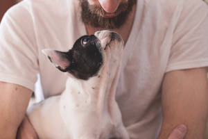 留鬍子的男人抱著一隻抬頭看著他的法國鬥牛犬幼犬。 — 情侶擁抱 壁紙
