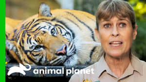 一位動物園管理員在紀錄片風格的場景中，在一隻大老虎旁邊說話。 — 動物星球 壁紙