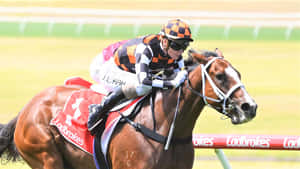 騎師在草地賽道賽馬中策騎賽馬 — 賽馬 壁紙