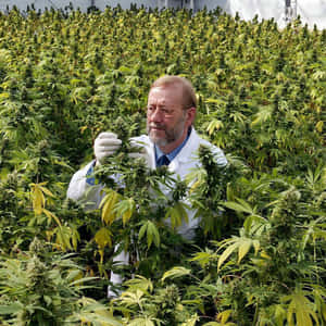 身穿實驗室外套的科學家在室內種植室檢查大麻植物。 — 酷炫大麻 壁紙