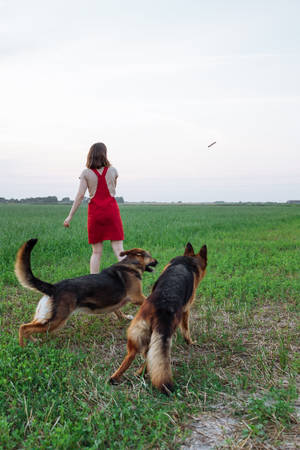 紅裙女性在黃昏草地上遛兩隻德國牧羊犬 — 德國狼犬 壁紙