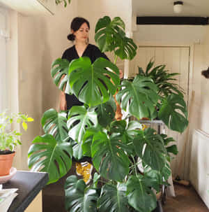 女性站在明亮的室內房間中一株大型龜背竹植物後面。 — 植物美學 壁紙