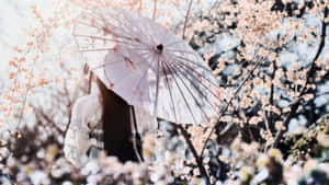 春天櫻花中手持白色雨傘的人。 — 春天花朵 壁紙