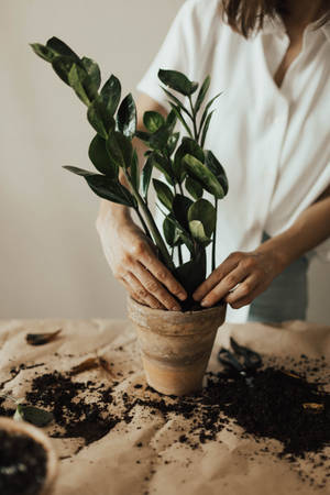 一個人在陶盆中種植ZZ植物，周圍散落著泥土。 — 植物美學 壁紙