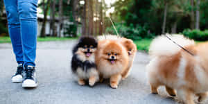 一個人在公園的鋪砌小徑上遛三隻毛茸茸的博美犬。 — 博美犬 壁紙
