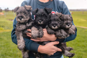 一個人在草地上懷抱四隻毛茸茸的雪納瑞幼犬。 — 可愛小狗 壁紙