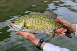 釣魚者將剛捕獲的鱸魚舉起在水面上 — 鱸魚釣魚 壁紙