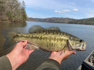 雙手在湖面上方拿著一條大鱸魚，背景有山丘和樹木。 — 魚 GIF 壁紙
