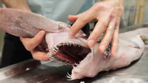 雙手拿著一條張開尖牙的魚的特寫。 — 魚 GIF 壁紙