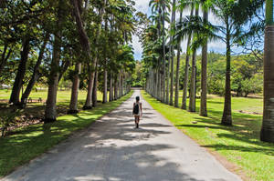 一個人在陽光明媚的公園裡，沿著棕櫚樹成蔭的小路行走。