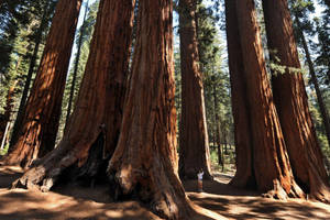 一個小小的人在陽光明媚的森林中欣賞巨大的紅杉樹。 — 自然 壁紙