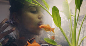 人觀看金魚在帶有綠色植物的水族箱中游動。 — 水族箱 壁紙