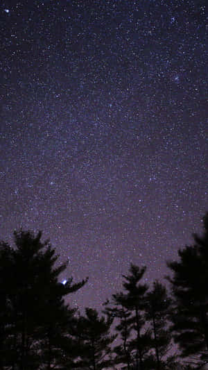在可見銀河的星空夜空背景下，松樹的黑暗剪影。 — 黑夜 壁紙
