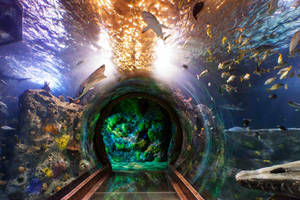 水族館中鯊魚和魚類在頭頂游動的水下隧道。 — 水族箱 壁紙