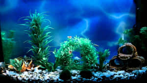 藍光下的水族箱，有綠色植物、白色礫石和陶瓷藏身處。 — 水族箱 壁紙