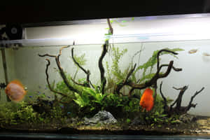 色彩繽紛的魚兒在有沉木和石頭的水草缸中游動。 — 魚 GIF 壁紙