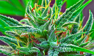 大麻植物的特寫，帶有霜狀毛狀體和橙色雌蕊。 — 吸大麻 壁紙