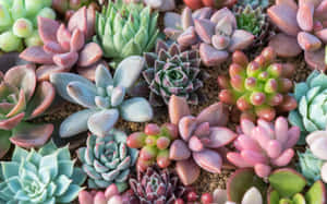 色彩繽紛的粉彩多肉植物在沙質土壤上緊密生長。 — 植物美學 壁紙