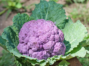 一個帶有綠葉的紫色花椰菜在花園中生長。 — 4:3 壁紙