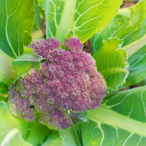 花園中的紫色花椰菜和綠葉 — 1:1 壁紙