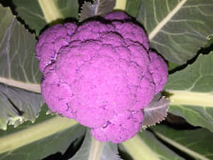 充滿活力的紫色花椰菜，綠葉對焦。 — 4:3 壁紙