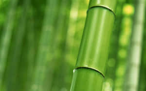 森林中綠色竹莖的特寫，背景模糊。 — 竹子 壁紙