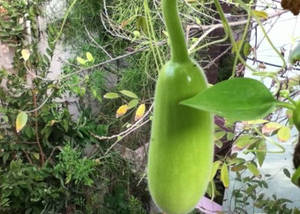 一個綠色葫蘆掛在花園的藤蔓上。 — 植物美學 壁紙