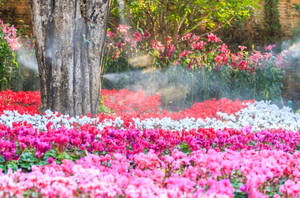 花園中色彩繽紛的仙客來花朵，薄霧在樹旁噴灑。 — 仙客來 壁紙