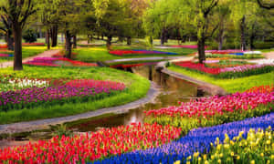 一條蜿蜒的小溪流過一個色彩繽紛的花園，花園裡種滿了鬱金香和風信子，綠樹成蔭。 — 春天花朵 壁紙