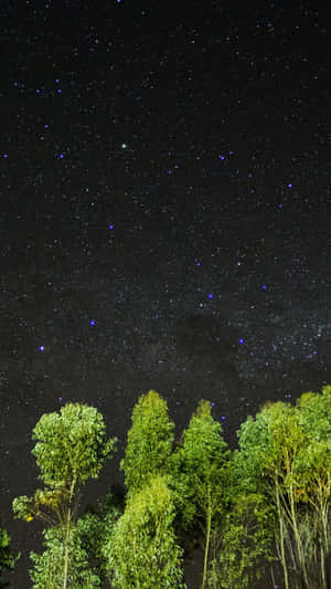 高聳的綠樹框住了一片廣闊的星空夜空。 — 暮光 壁紙