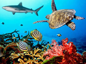 色彩繽紛的珊瑚礁，有海龜、條紋魚和鯊魚在頭頂游過。 — 海洋 壁紙