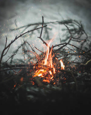 暮色中，霧濛濛的森林裡，一個營火燃燒著，火花四濺。 — 火焰動畫 壁紙
