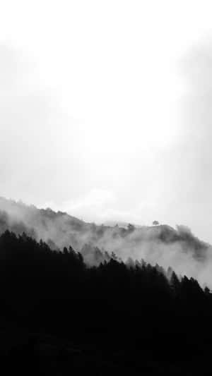 陰天籠罩下，霧氣瀰漫的山坡上深色松樹林 — 白色 iPhone 壁紙
