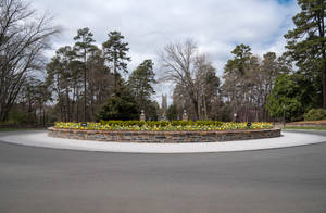 公園內被樹木環繞的圓形石製花盆，種有黃色花朵。 — 樹木 壁紙