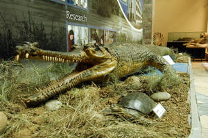 博物館中的鱷魚標本展覽，包含教育展示和其他動物。 — 野生動物 壁紙