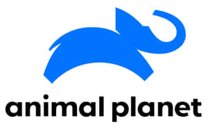藍色大象標誌與文字 animal planet — 野生動物 壁紙