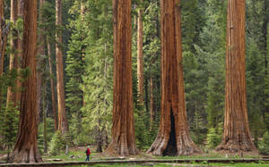 一個穿紅色外套的人行走在森林中的巨型紅杉樹之間。 — 樹木 壁紙