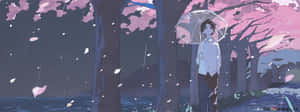 暮色雨中，櫻花樹下撐傘站立的人。 — 日本動漫 壁紙