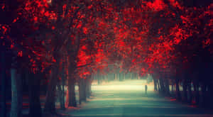 一個孤獨的人穿過霧氣瀰漫的公園中紅色秋樹形成的隧道。 — 高清 壁紙