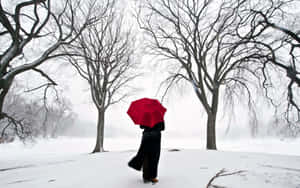 一個人拿著紅色雨傘在雪地冬季公園中行走，周圍是光禿禿的樹木。 — 冬季風景 壁紙