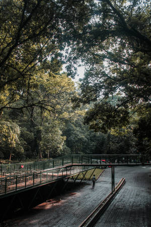 人在森林樹冠下的陰涼磚徑上行走，旁邊有一座綠色金屬橋。 — 森林景觀 壁紙