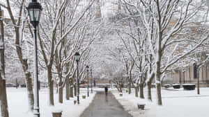 一個人在光禿禿的樹木和路燈下，獨自走在白雪覆蓋的校園小徑上。 — 雪山 壁紙